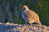 Gambel's Quail_73866